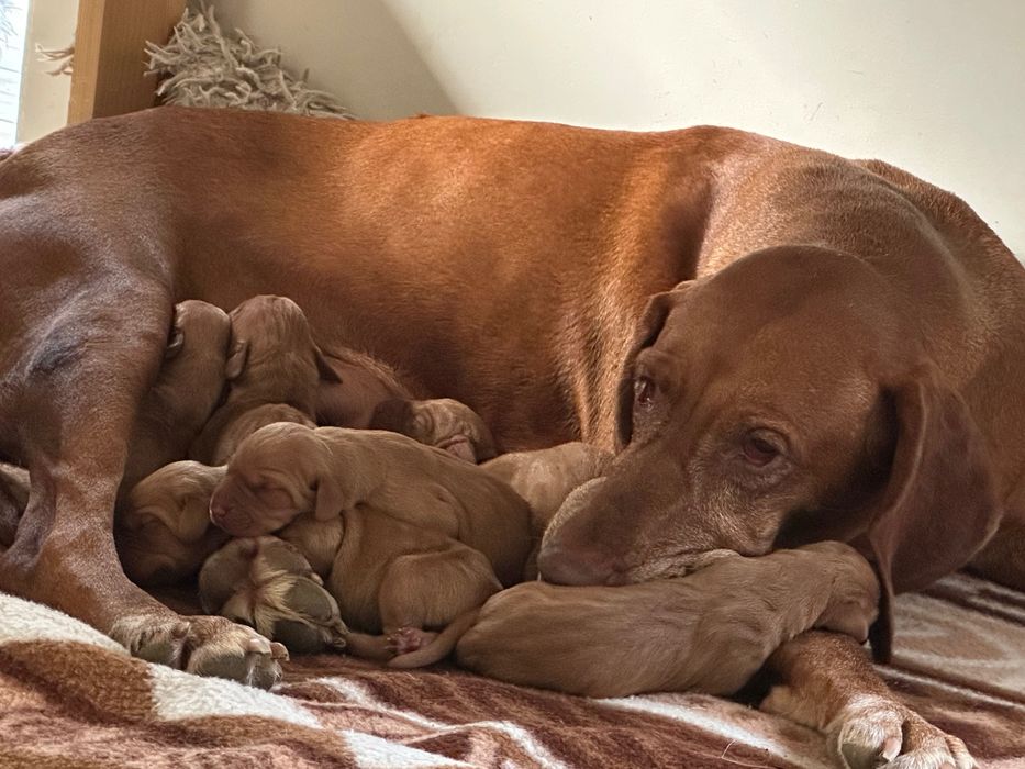 Wyżeł węgierski szczenię FCI