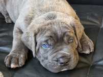 Piekny Pies CANE CORSO Italiano po Championach  FCI