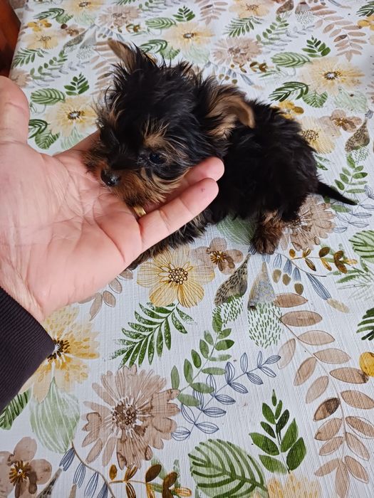 Yorkshire terrier macho