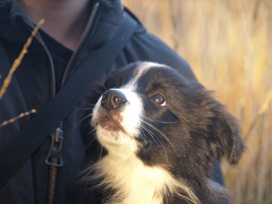 Suczka szczeniak Owczarek Border Collie rasowa