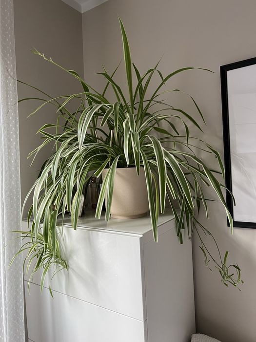 Zielistka, Chlorophytum