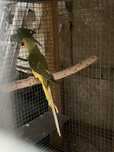 RING NECKS 2024/ RM Birds
