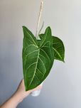 Syngonium vellozianum - roślina doniczkowa