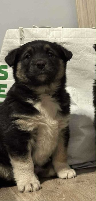 Oddam szczeniaczka w dobre ręce