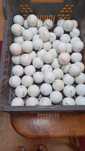 Bolas de golfe usadas
