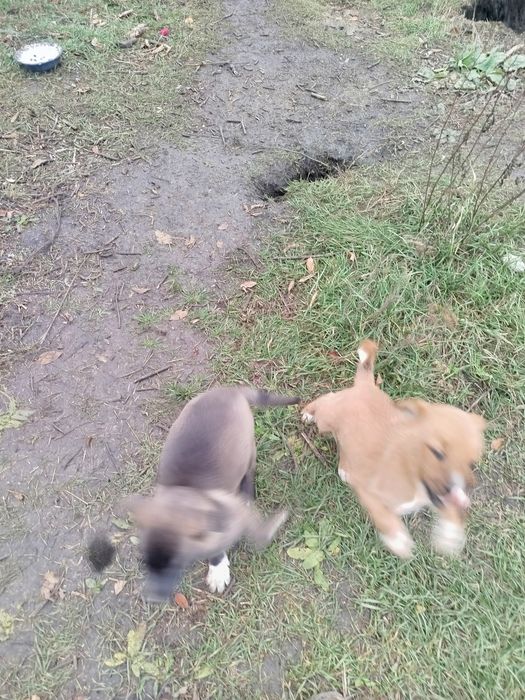 Віддамо в добрі руки