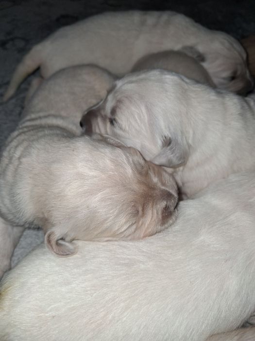 Золотистий ретрівер