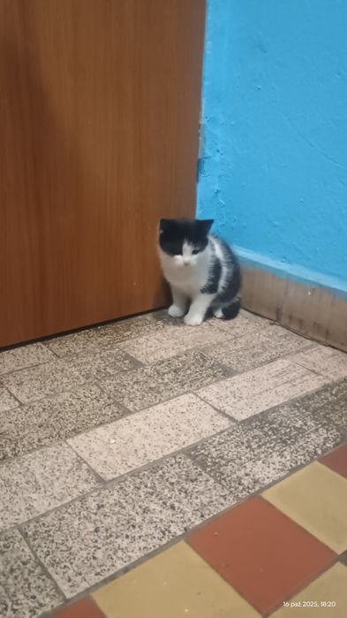 Oddam w dobre ręce kotkę