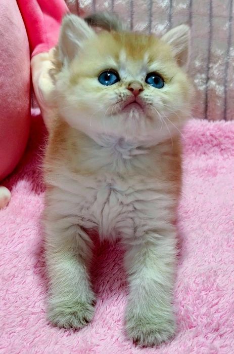 1-Золотая Шиншилла Лиловое Золото красивушая девченка