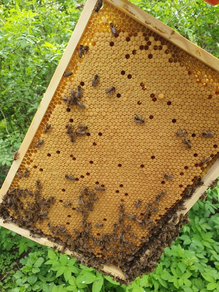 Matki pszczele Elgon Buckfast Włoszka Hinderhofer