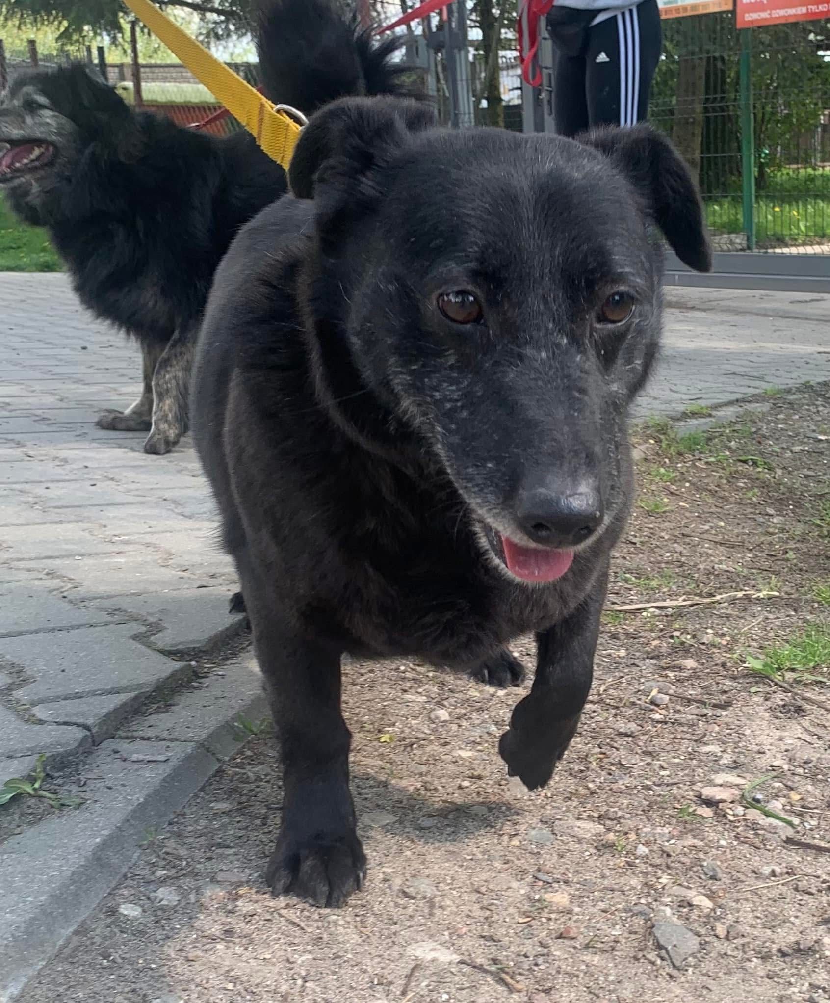 Poksimon do adopcji