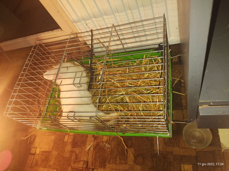 Miniatury króliczków angora i karzełek Tedy