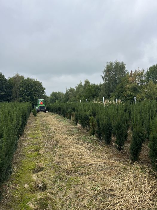 Cis ‘Hicksii’ / ‘Hillii’ / ‘Baccata’