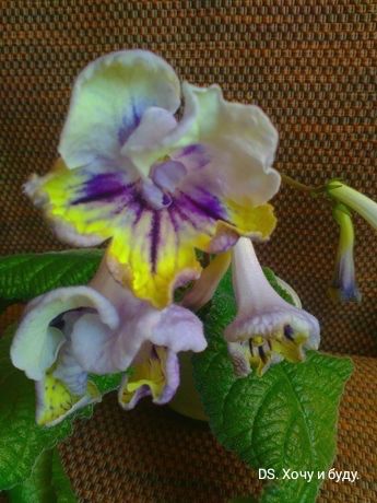 Стрептокарпусы детки.