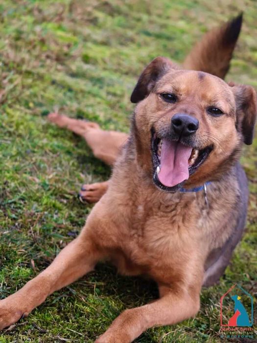 Bardzo przyjazny, fajny piesek Marlon szuka domu. Adoptuj!