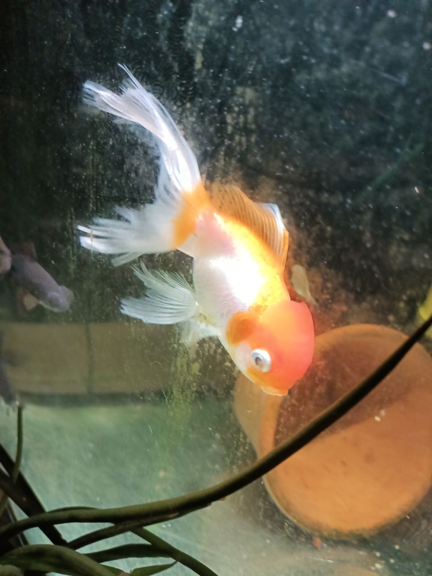 Welon oranda duży