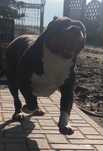 Sprzedam American Bully