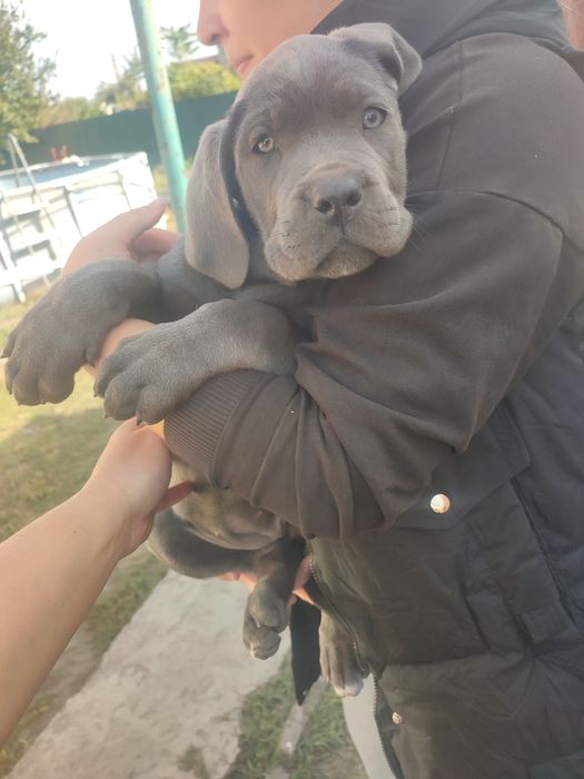 Кане Корсо ,щенок