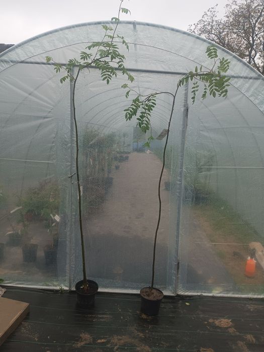 Catalpy klony wierzby, wiśnie japońskie