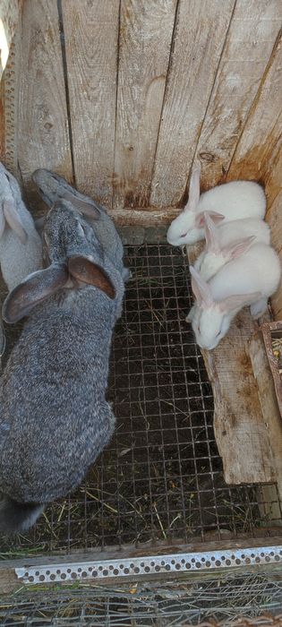 Кролики для різного призначення.