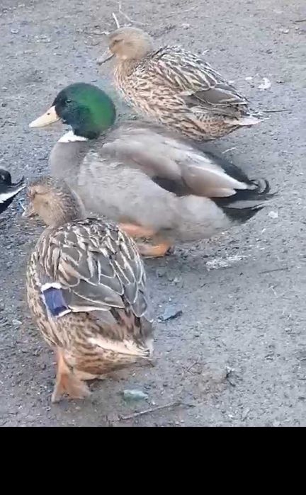 Качки кряква (одомашнені)