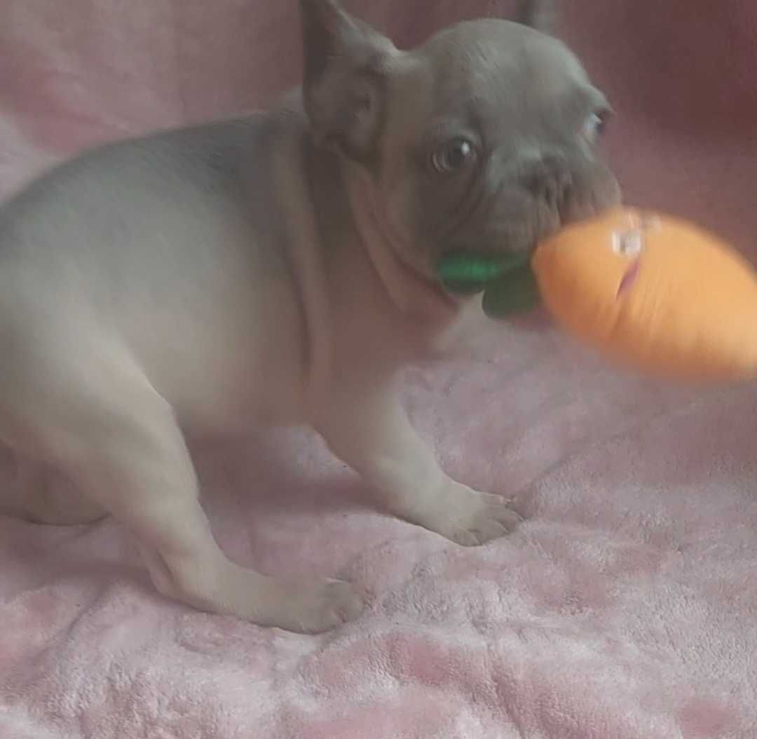 *Buldog francuski piesek blue fawn już do odbioru