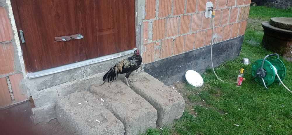 Perlik,fenix,biegus sprzedam lub zamienię