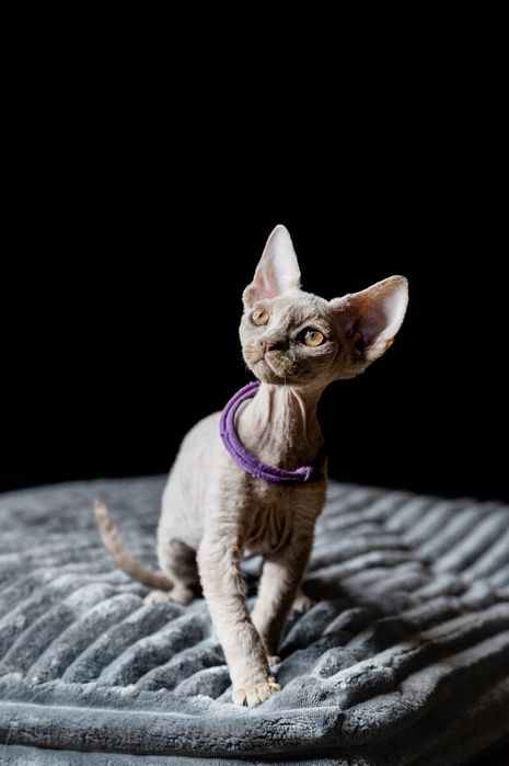 Devon rex 3,5 miesięczny kocurek