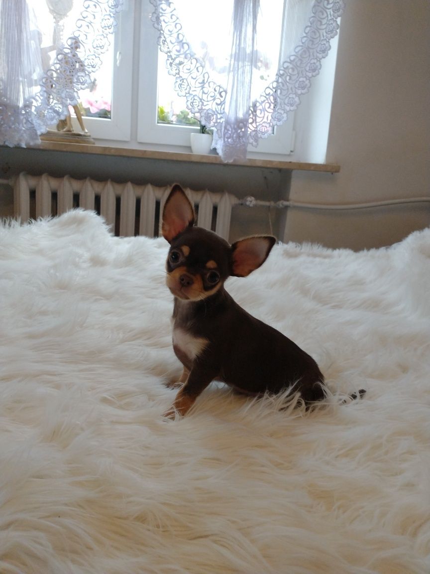 Chihuahua długo włosy czekoladowy chlopak