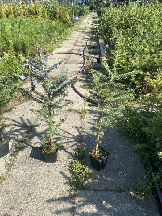 Swierk srebrny klujacy w doniczce p9 40-60 cm