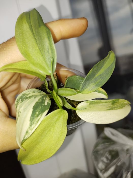 Філолендрон сільвер сворд вар