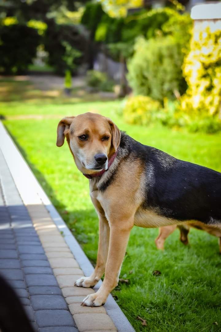 Nieśmiała Suczka poleca się do adopcji!