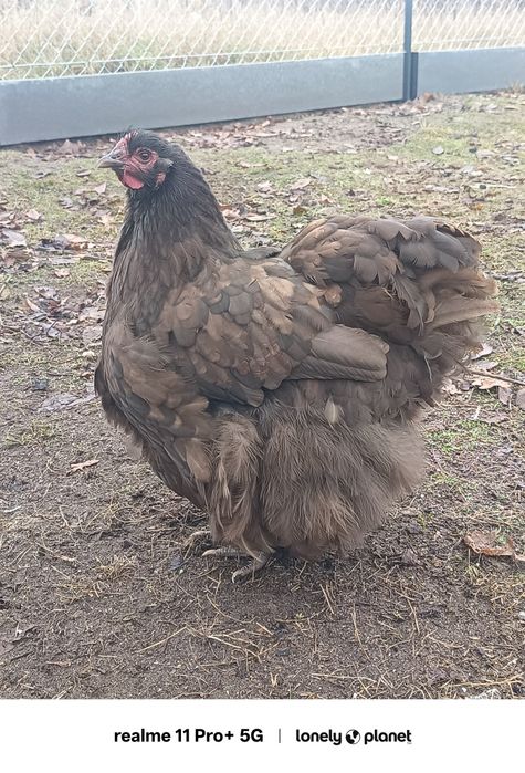 Kury koguty orpington