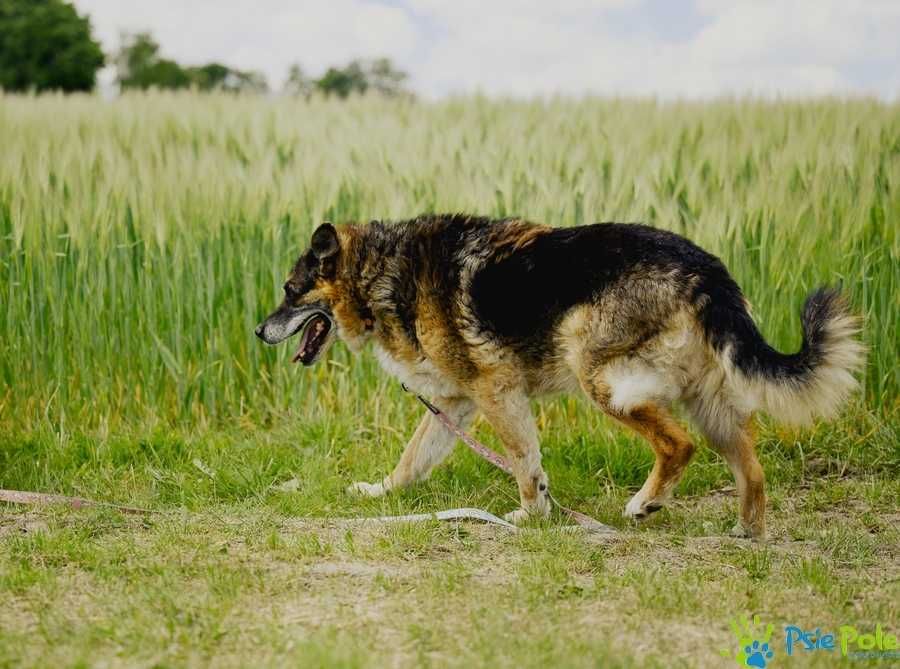 Dostojny starszy HOSSE - pies w typie owczarka adopcja