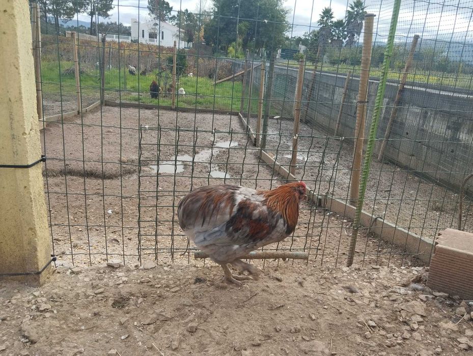 Frango Ameraucano com 9 meses