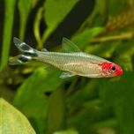 Rodostomus tylko 5 zł