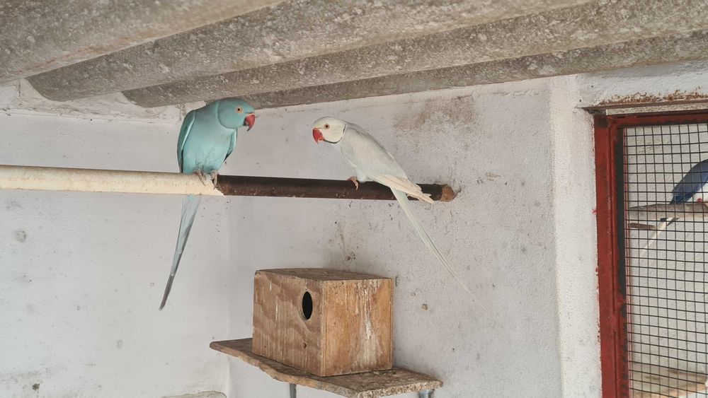 Casal de Ring Neck reprodutor