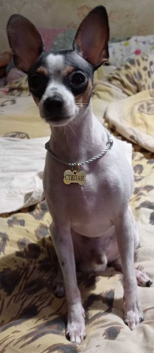 Вязка американський той-фокстерьер,НЕ РОЗВ'ЯЗАНИЙ