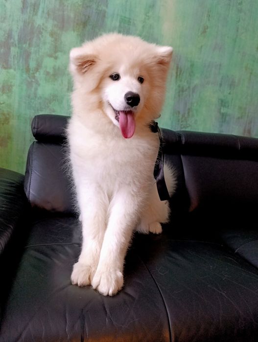 Samoyed - ostatnia!