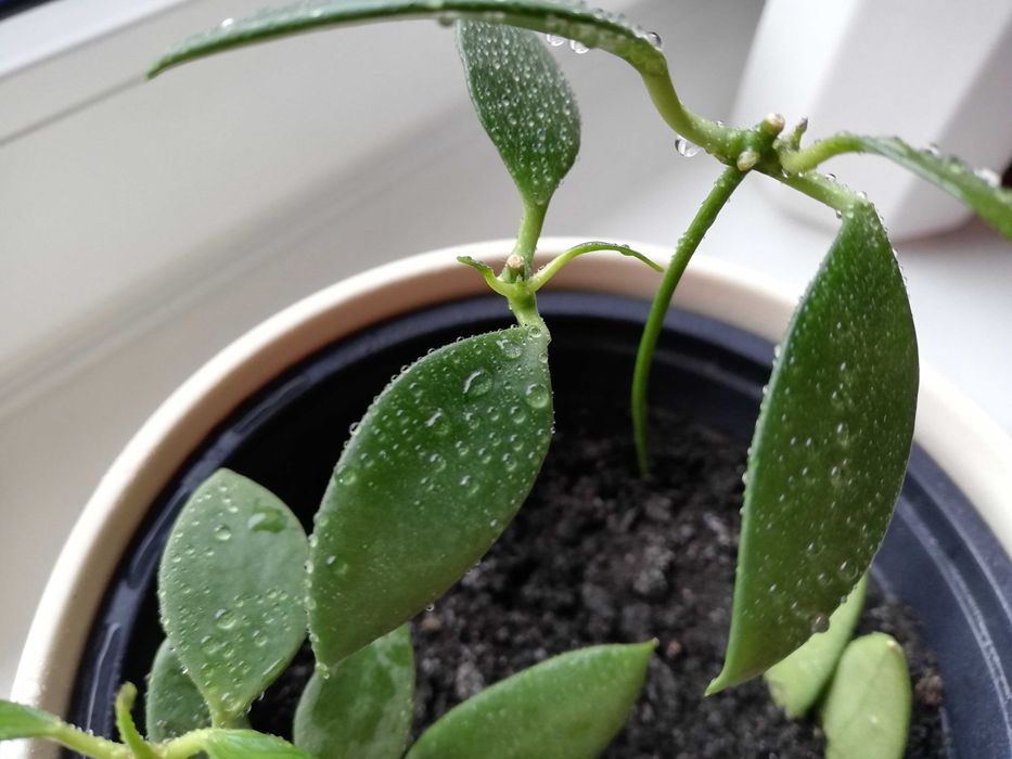 Hoya hoja hoia leytensis unikatowa roślina rzadka kolekcjonerska