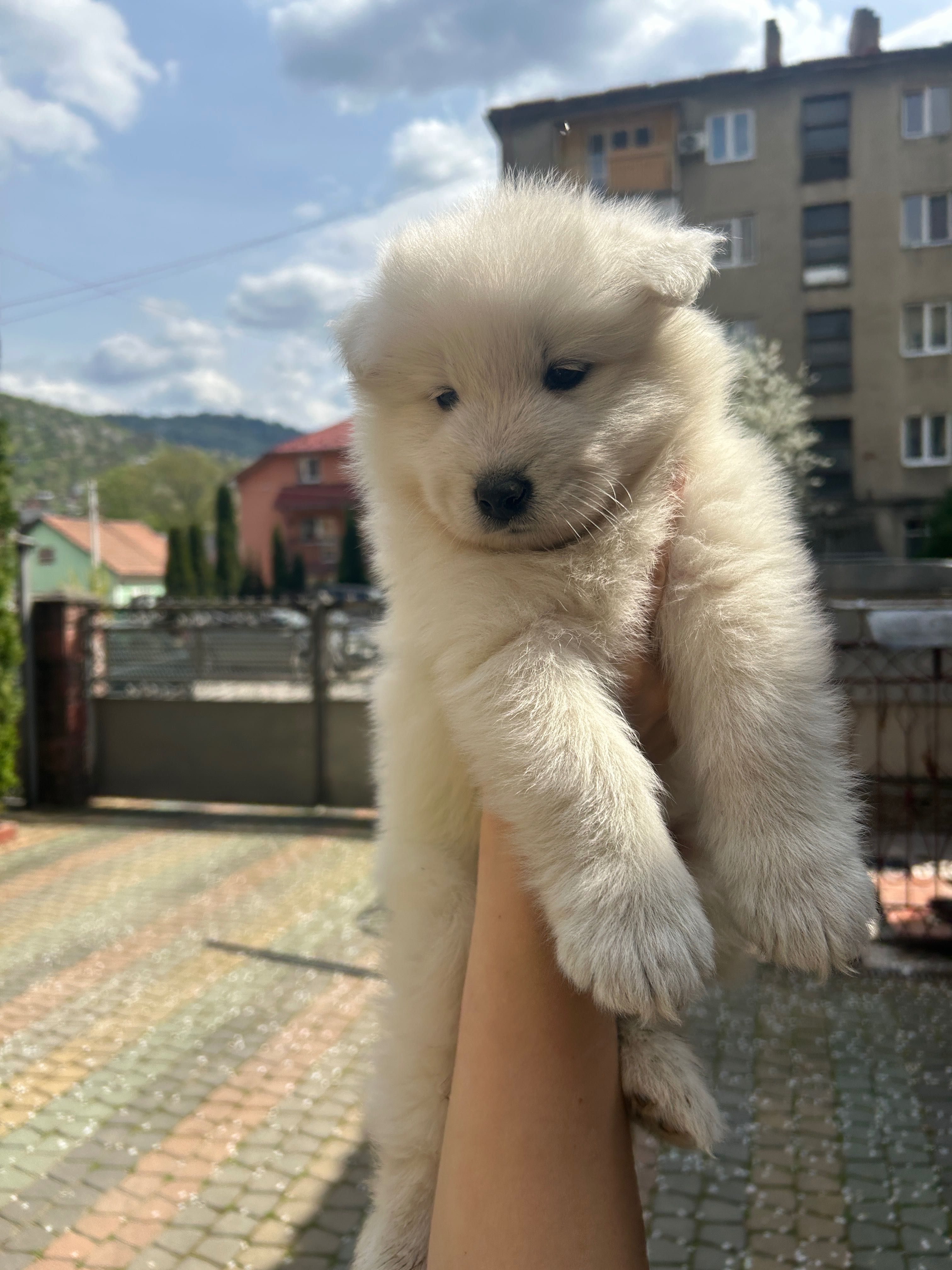 Цуценя Лайка самоїд (хлопчик)