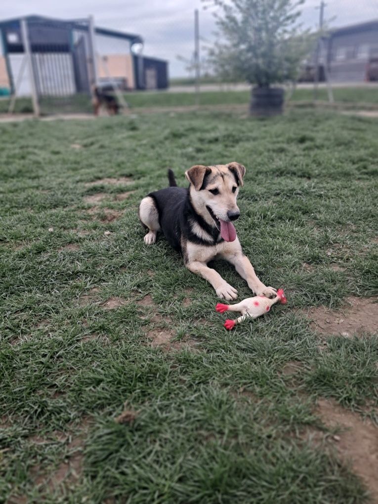 Piękny Irys poleca się do adopcji!