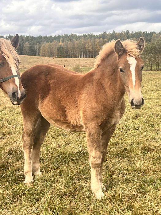 Ogierek zimnokrwisty