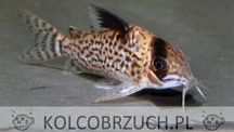 Kirys fioletowy - Kirysek przyprószony - Corydoras leucomelas - dowóz