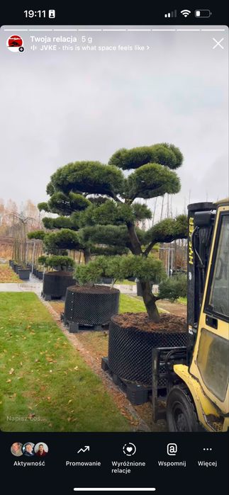 Bonsai sosna niwaki duże drzewa wiele gatunków BONSAI PARK