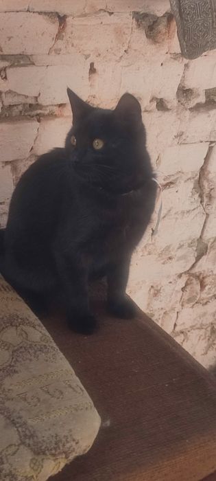 Чорні котики дуже чекають на вас !