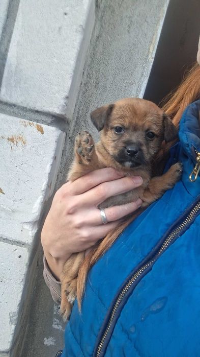 Oddam pieski po mamie mieszanki shihtzu