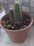 Опунція; опунция; Opuntia raushii violazidermis; кактус
