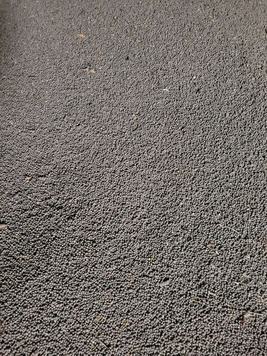 Łubin słodki wąskolistny  niebieski