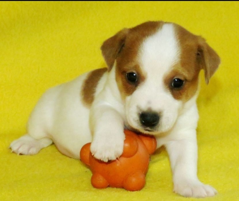 Джек Рассел терьер с документами клуба КСУ